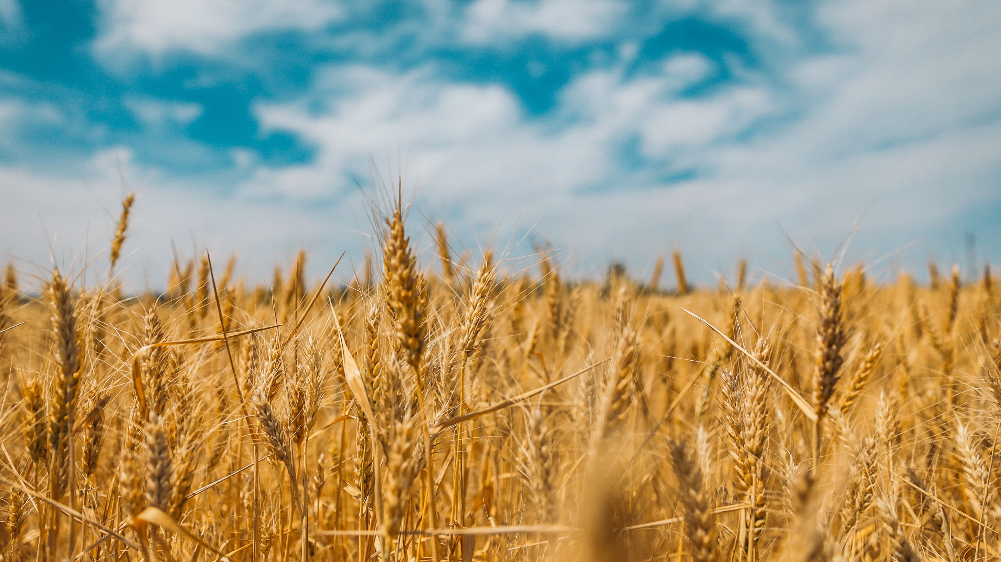 Рост экспорта пшеницы из России будет близок к рекордному 